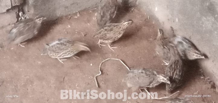 কোয়েল পাখি